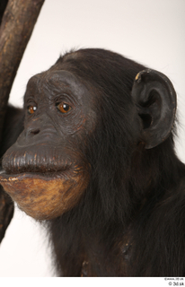 Chimpanzee Bonobo head 0003.jpg